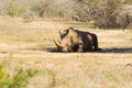 White rhinoceros sleeping under a tree, South Africa Royalty Free Stock Photo